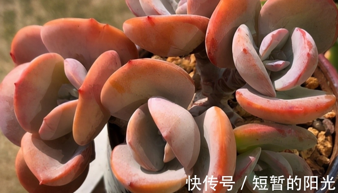 如果不说是白凤，大家能认得出来吗？控养的白凤，完美逆袭