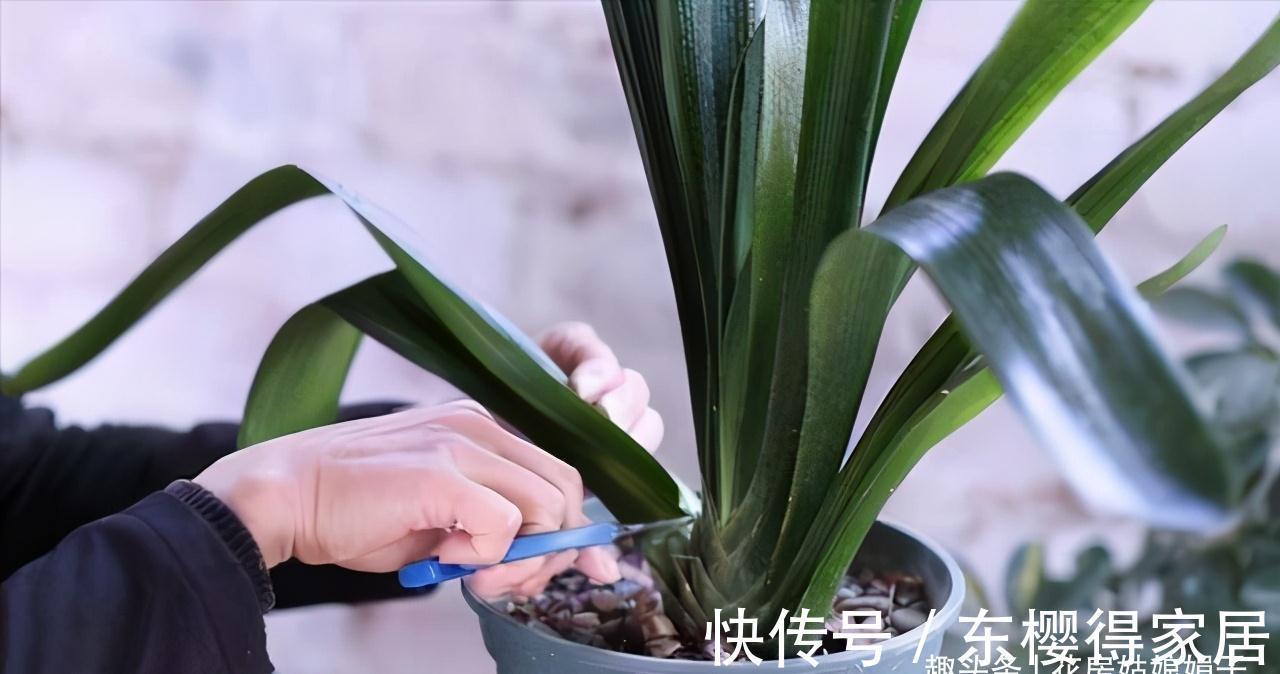 叶芽|君子兰不能随意“砍头”,操作需谨慎,要做好这几件事,成活率高