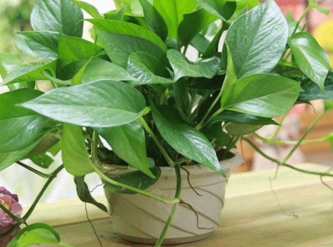 绿萝|5种会生“气根”的植物，想要扦插剪下来，埋土里就成活