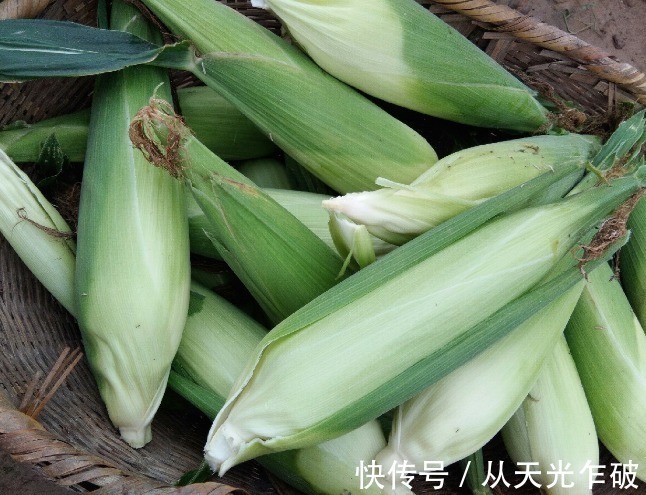 玉米冷冻前要多做2步，放1年也新鲜，煮熟后软糯香甜，营养不流失