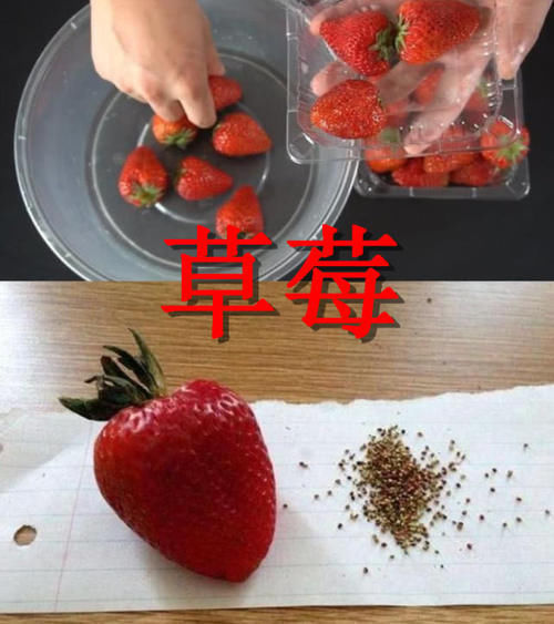 强迫症|“强迫症”剥水果有多牛草莓去籽OK，看到火龙果是不是欠揍