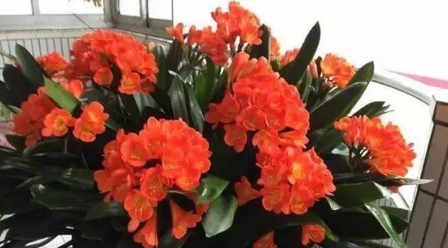 张大爷养君子兰，1年就用2种肥料，长的根旺叶绿，开花多、不夹箭