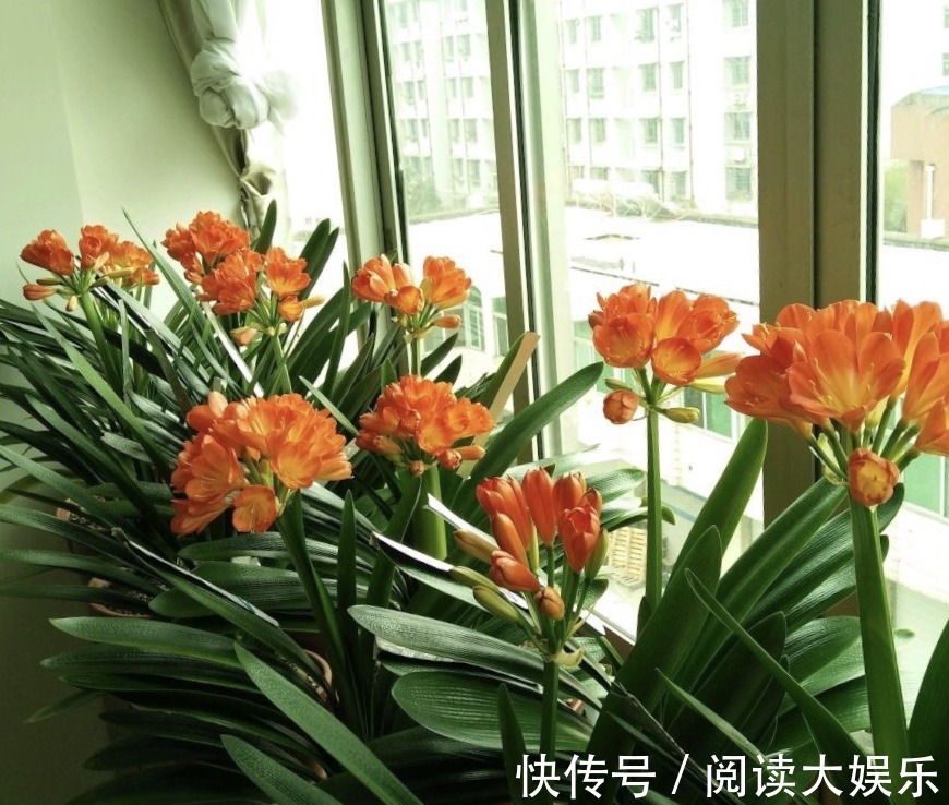 5种花“专吃土”,砸开花盆全是“大块根”,正确方法