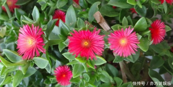 不妨|喜欢养花,不妨养优良月季红色达芬奇,花色红艳,芳香诱人