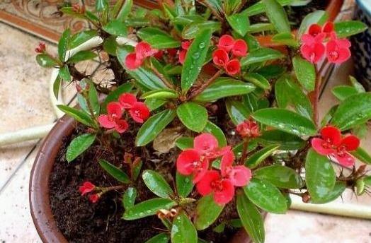 3种花要狠晒太阳，越晒开花越旺，更适合懒人养