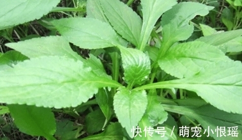 这种苦菜,闻起来像臭脚味,吃起来美味,常用来煮肉,别不识货