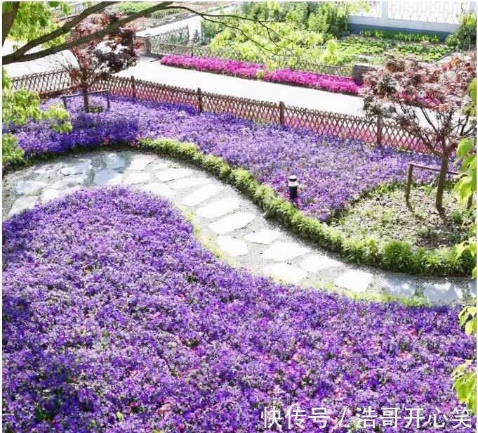 崇明区|第二届金秋郁金香花园节十月开展，为世界级生态岛建设锦上添花