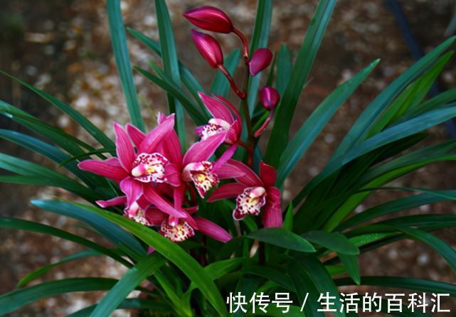 花色艳丽，香味浓郁，好种植爱开花，人称“兰中贵妃”，值得收藏