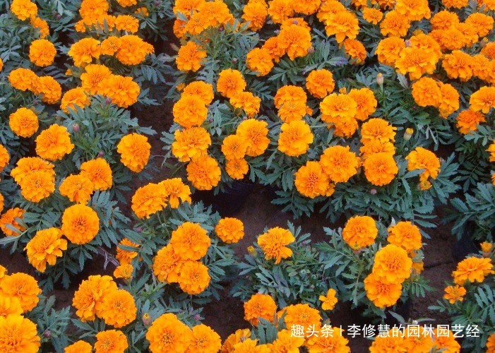 喜欢向日葵,不如养殖这盆孔雀草,花朵艳丽,好似孔雀开屏