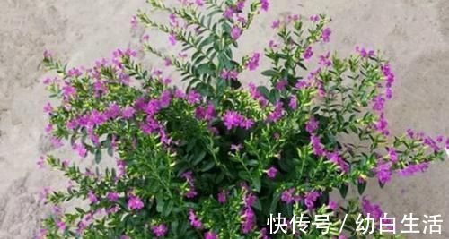 扶桑花|不能错过世上开花时间最长的四种花卉,一年四季天天能赏花