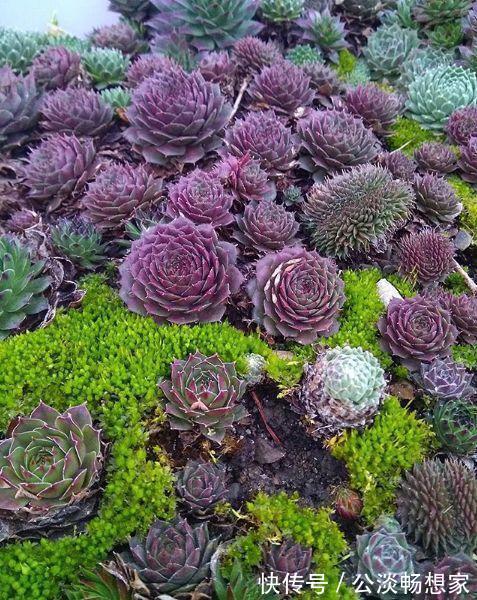 1种多肉“最好养”,零下20℃冻不死,雪地里“照常”生长