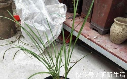 花色|传统名花：红河红，花香浓郁、花色繁杂，值得偏爱，你喜欢吗？