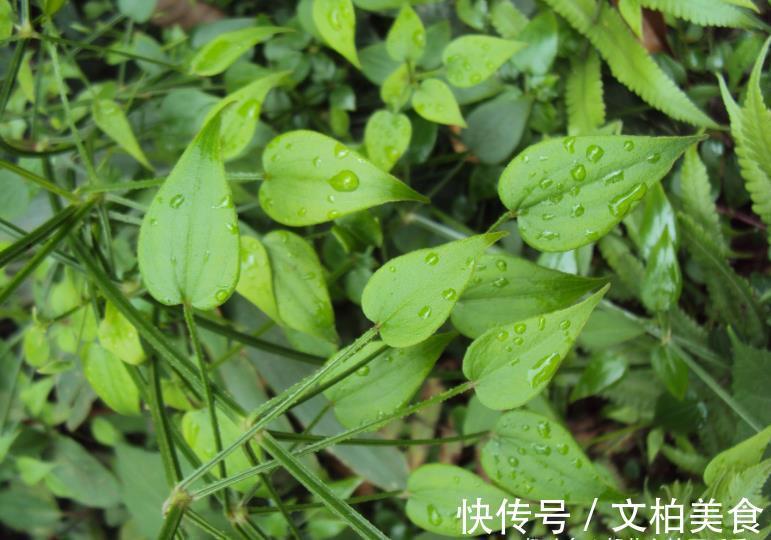 野草|农村一种叫茜草的野草,农家人常用其根部炖汤喝,营养很丰富