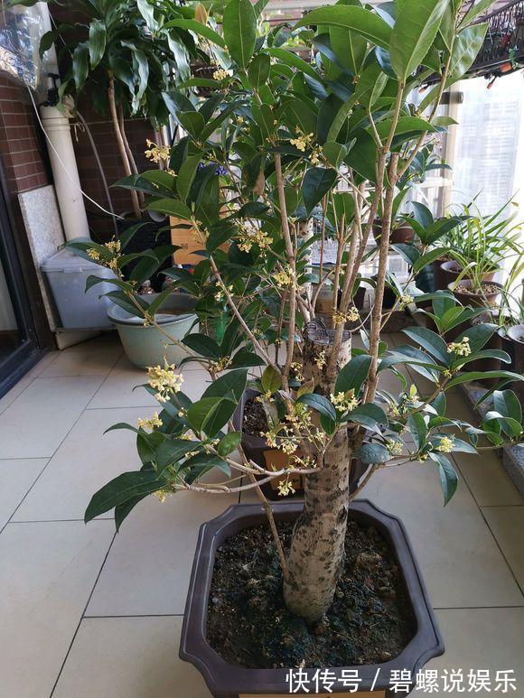 2种花“病菌”不喜欢,养1盆身体好,开花后满屋清香!