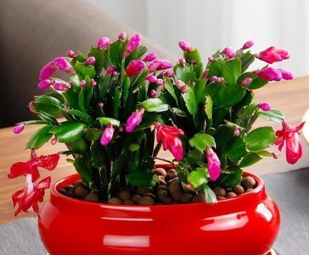 做好这几点,蟹爪兰到了夏天也不怕,轻松度过高温期