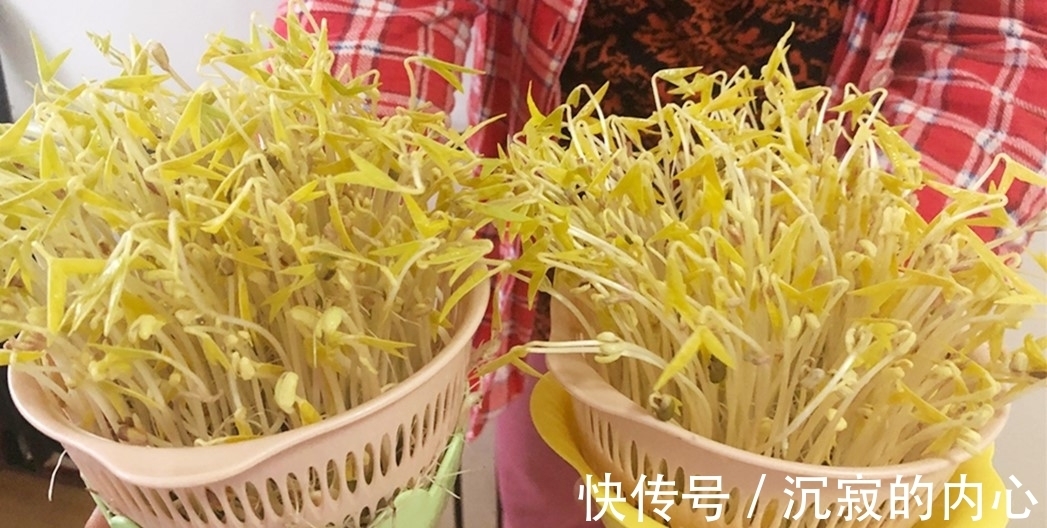 想吃豆芽不用买,教你自己在家种,4天一茬,随吃随种,特省事