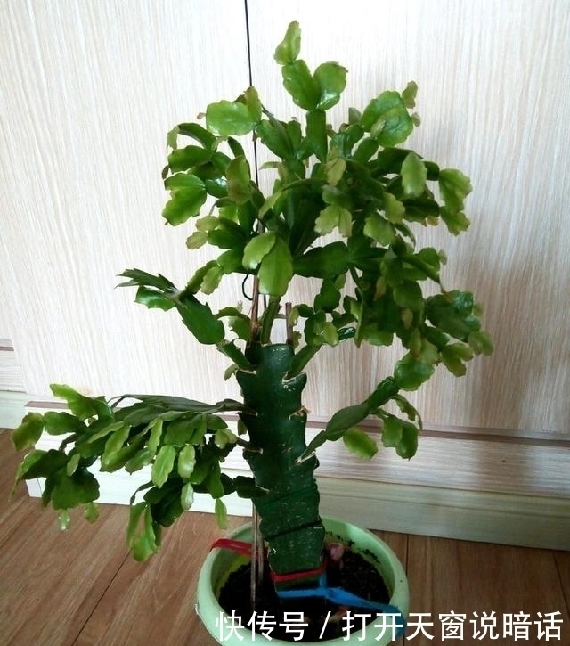 三角嫁接蟹爪兰,10天就能成活,叶片饱满厚实,可开成花树!