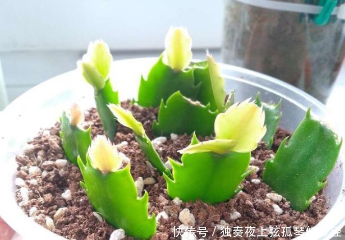 “4种花”现在快扦插,摘颗叶子“插”土里就活,10天就生根!