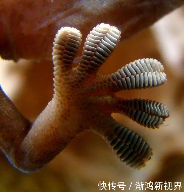 24张“活久见”生物照,仿佛来自另一个星球