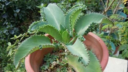 盆栽的朋友认识吗?此为不死鸟,落地就能生根,养好了价值高