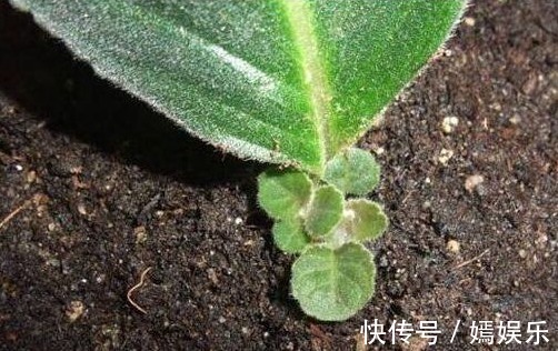 一片叶子养了十几盆,叶子翠绿花儿姹紫嫣红,美丽动人