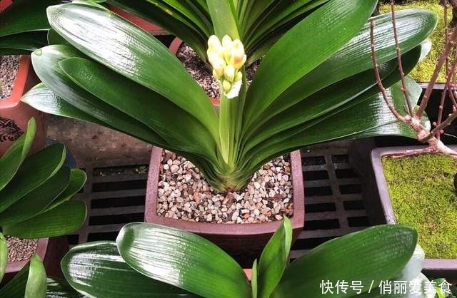叶芯|君子兰一直长不好,跟“换盆”有关系,很多人都做错了