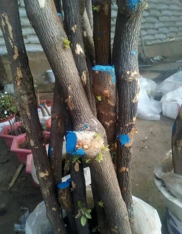 剪根粗枝插土里，2周能生根，一年长成大老桩