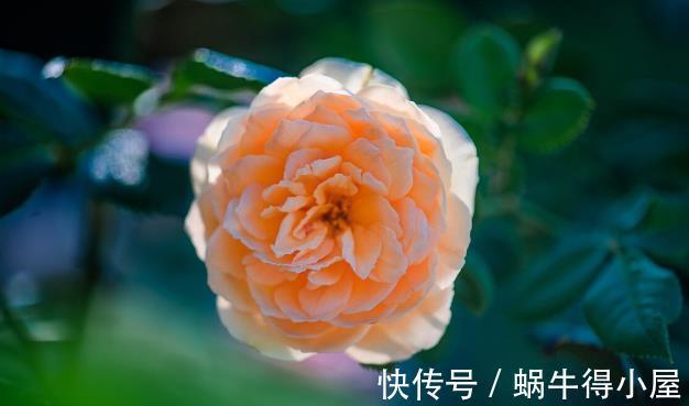 北方地区|北方种月季就是比南方好养又好看,别不服气,三个原因摆在这里
