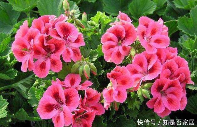 天竺葵|这花花期长又漂亮,一个扦插小窍门,十天生根,轻松爆盆开成花球