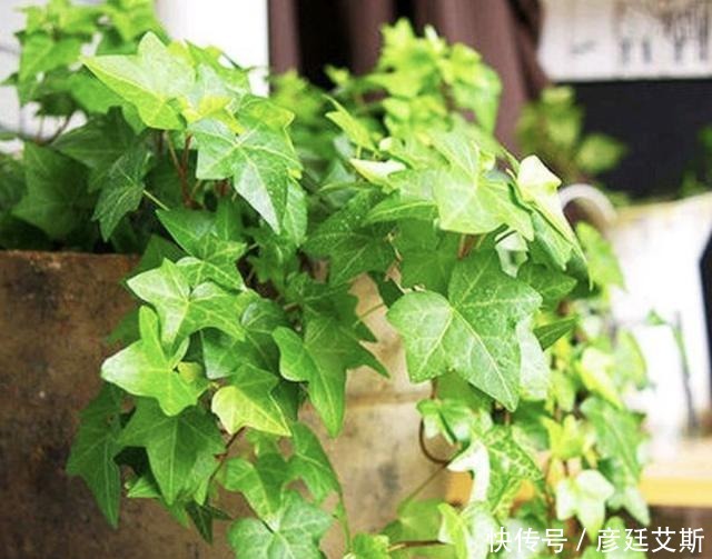 养护|家里有“甲醛”,别忘了养“2种花”,放1盆,甲醛浓度“降低”