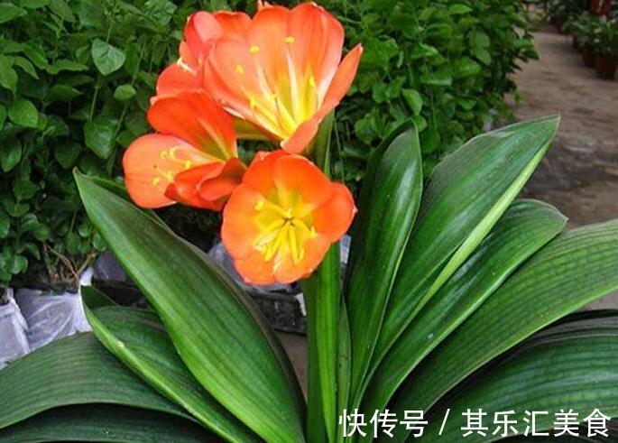 君子兰总是不开花，都是5个方面的原因，别再忽视了