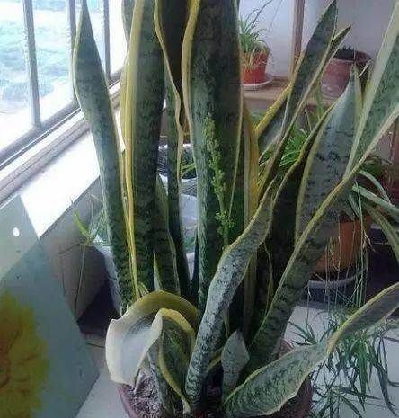 有3种“花”最怕阳光,越阴反而生长越旺,客厅养1盆还能吸甲醛!