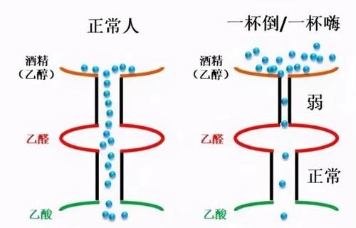 喝酒脸白、脸红或者出汗的人，哪个酒量更大？酒量后天能练吗？