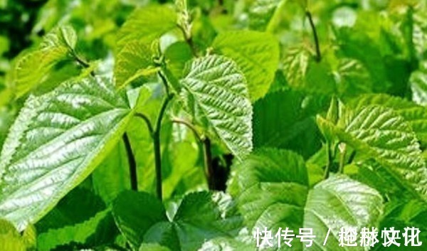 泡水|一“叶”治百病,常用“桑叶”泡水喝,不仅降血糖,还有许多好处