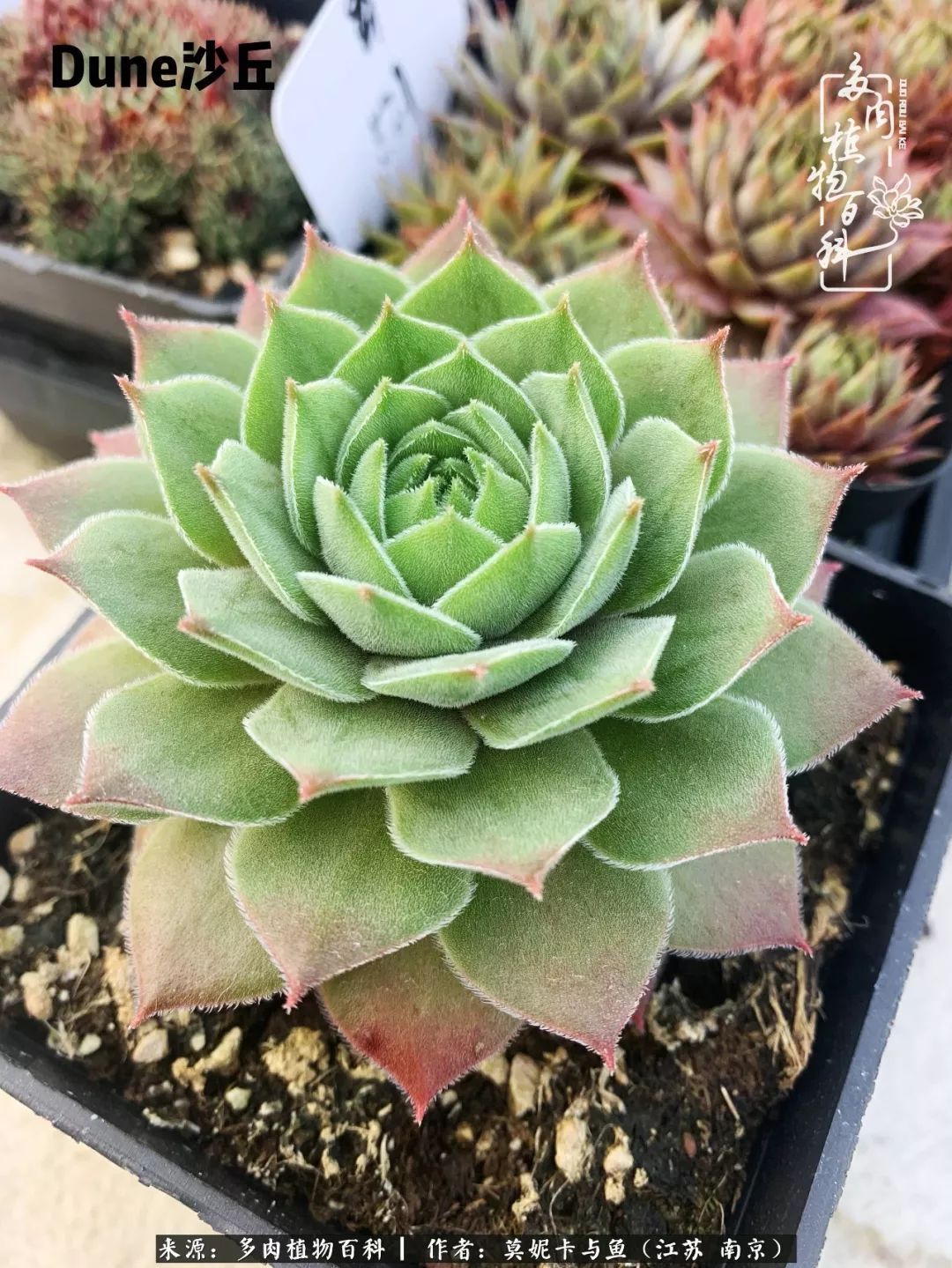 这多肉拼盘这么仙!如何制作达人手把手教你制作长生草拼盘!