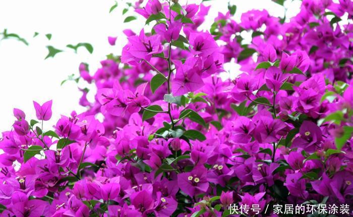 植株|三角梅开花不整虚的,只要你用对方法,北方也能满枝头花苞