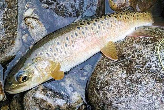 鲜美|山里一种鱼,人称“细鳞子”,300元1斤,比刀鱼鲜美却少有人知