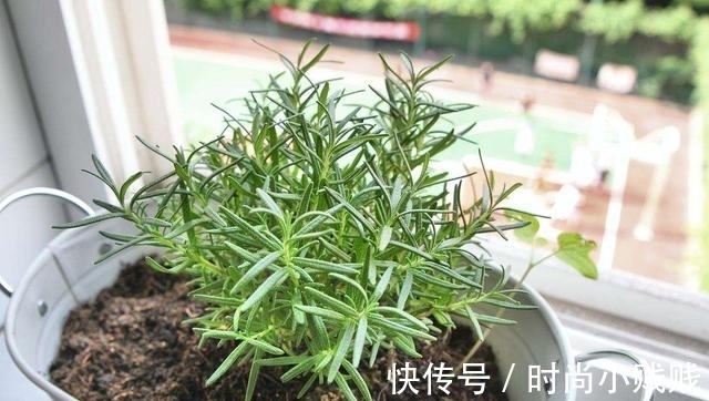 六种花是有名的“生活小帮手”，建议养一盆，以备不时之需