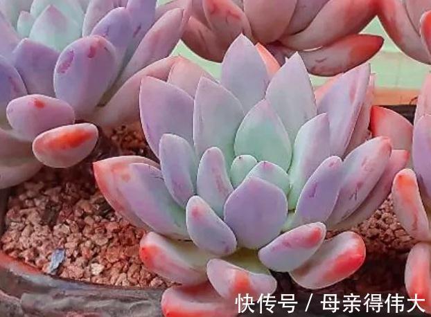 最好养的3种多肉,适合阳台党,上色快又漂亮