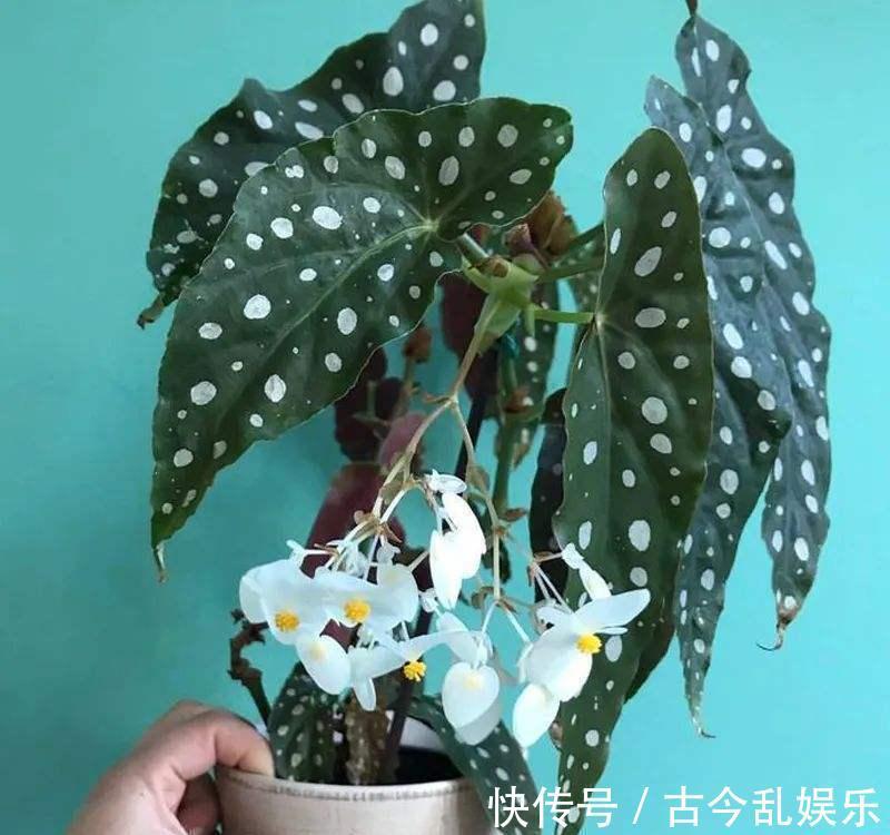 油画|养花试试这几款，叶子色彩斑斓，如油画般