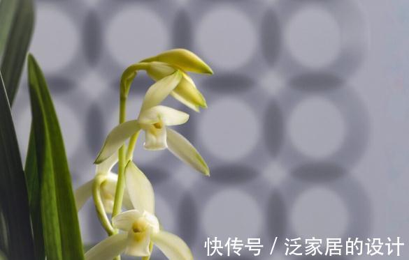 花草|有这4个爱好的人，不适合养兰花，劝你别白费功夫