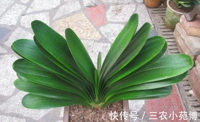 小伟|小伟教你如何让君子兰快速的生长