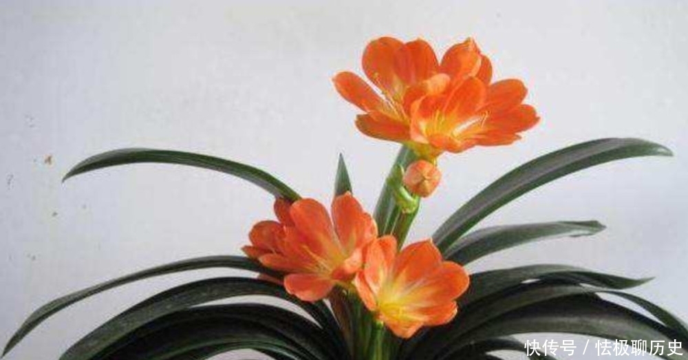 伏天养君子兰,一动不如一静,做好“3点”花期顺利开花!