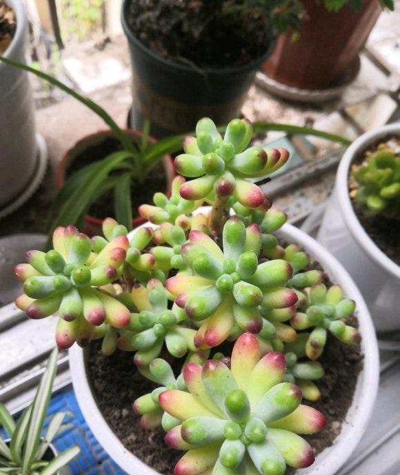 多肉|多肉养绿了,怎么养回原来的状态?分2种情况,后者直接没有救