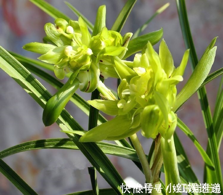 余蝴蝶|此兰花是“十大奇花”之首,花型奇特,曾千金一苗,现物美价廉