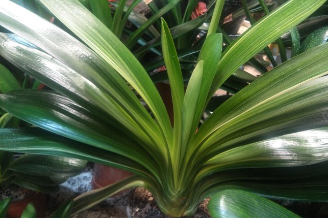  开花|君子兰不开花，是什么原因造成的？