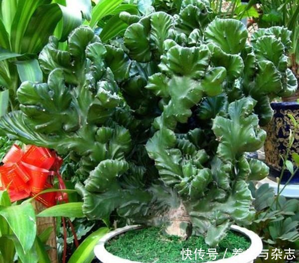 5种有毒的多肉植物,你家可能就有一盆,养护需小心!