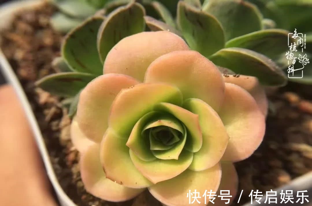 科普“山地玫瑰锦”万中无一,仙气缭绕!附养护知识!