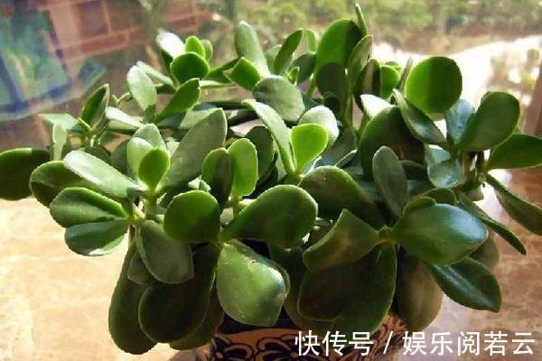 麒麟掌|花卉市场看见此几种多肉别买,长大后是有毒性的