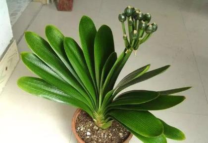 王先生养君子兰，10天一罐“它”，一枝30朵，一开就“2次”！